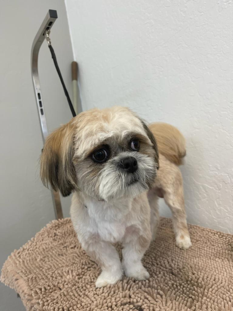 A freshly groomed Shih Tzu at Sun City Grooming