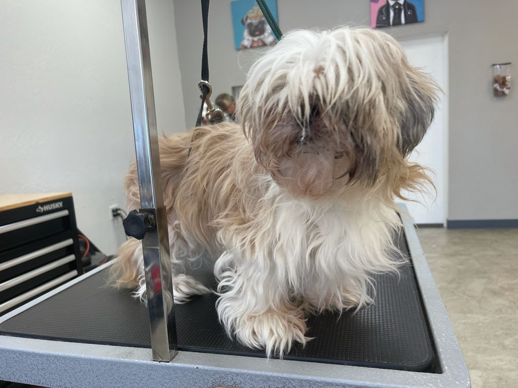 A matted Shih Tzu before its groom at Sun City Grooming