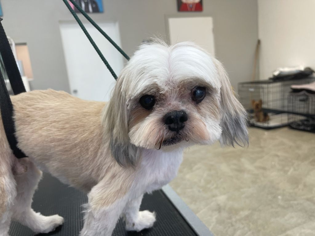 The same Shih Tzu freshly groomed at Sun City Grooming