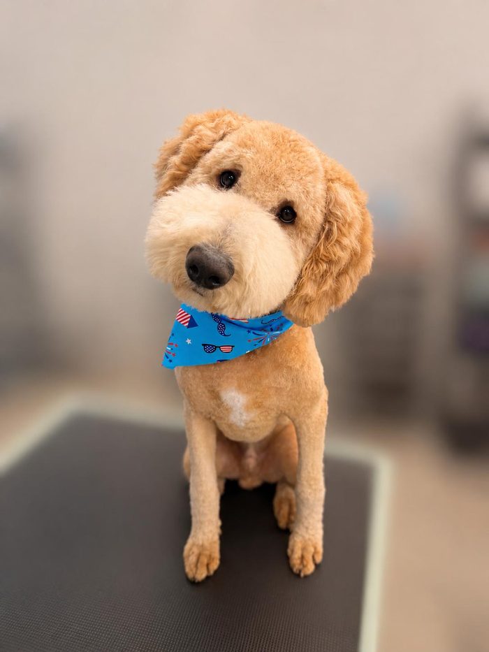 A freshly groomed Goldendoodle at Sun City Grooming