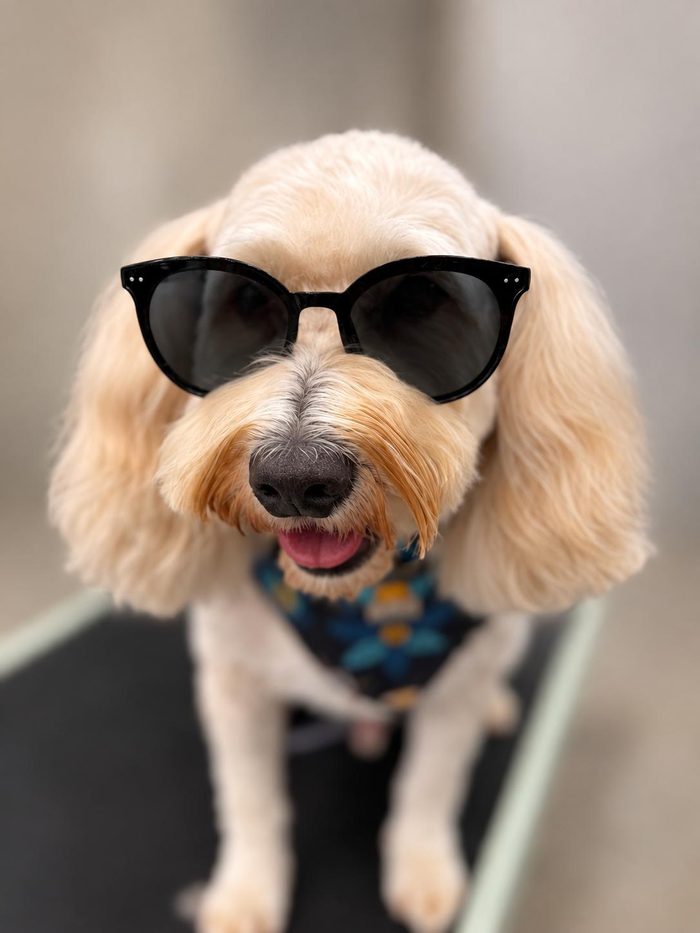 A Goldendoodle showing off its fresh cut at Sun City Grooming