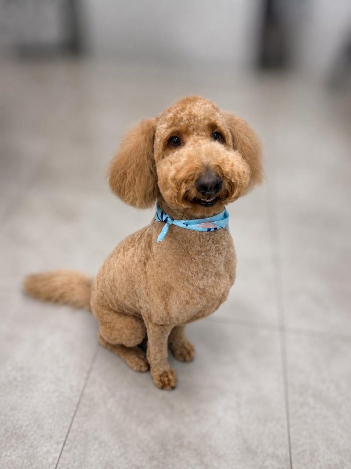A groomed Goldendoodle sitting patiently at Sun City Grooming