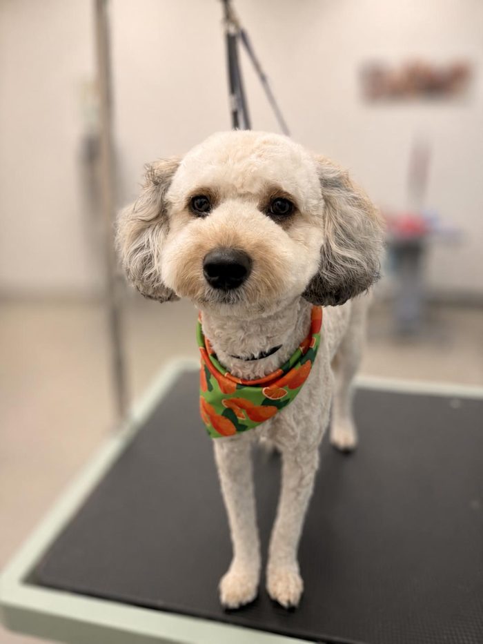 A freshly groomed Poodle mix at Sun City Grooming