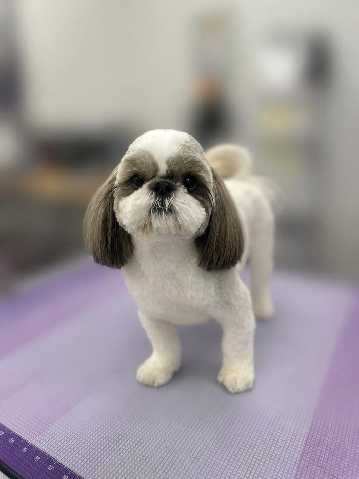 A freshly groomed Shih Tzu at Sun City Grooming