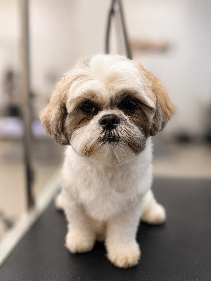 A neatly trimmed Shih Tzu after its groom at Sun City Grooming