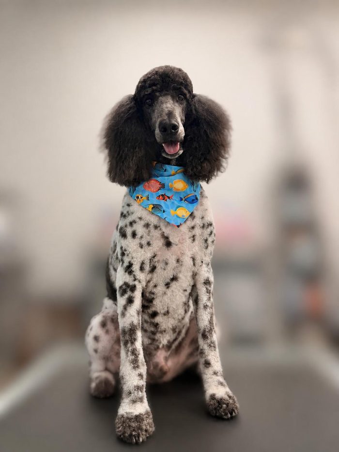 A happy Standard Poodle after grooming at Sun City Grooming