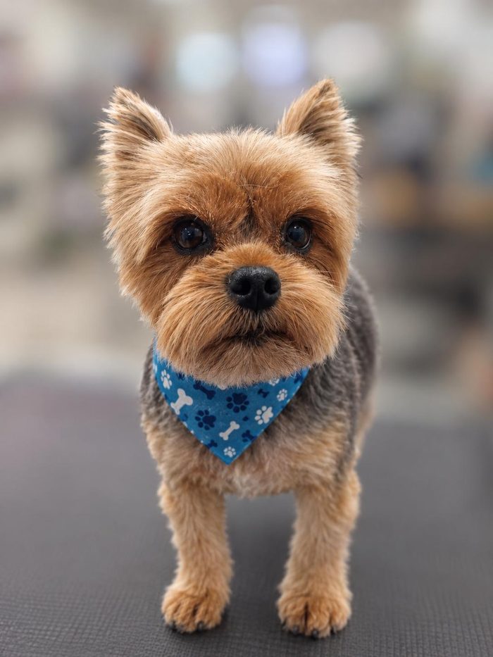 A freshly groomed Yorkshire Terrier at Sun City Grooming