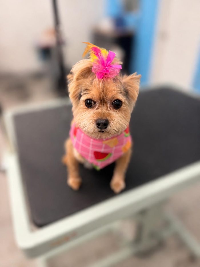 A small dog dressed up after grooming at Sun City Grooming