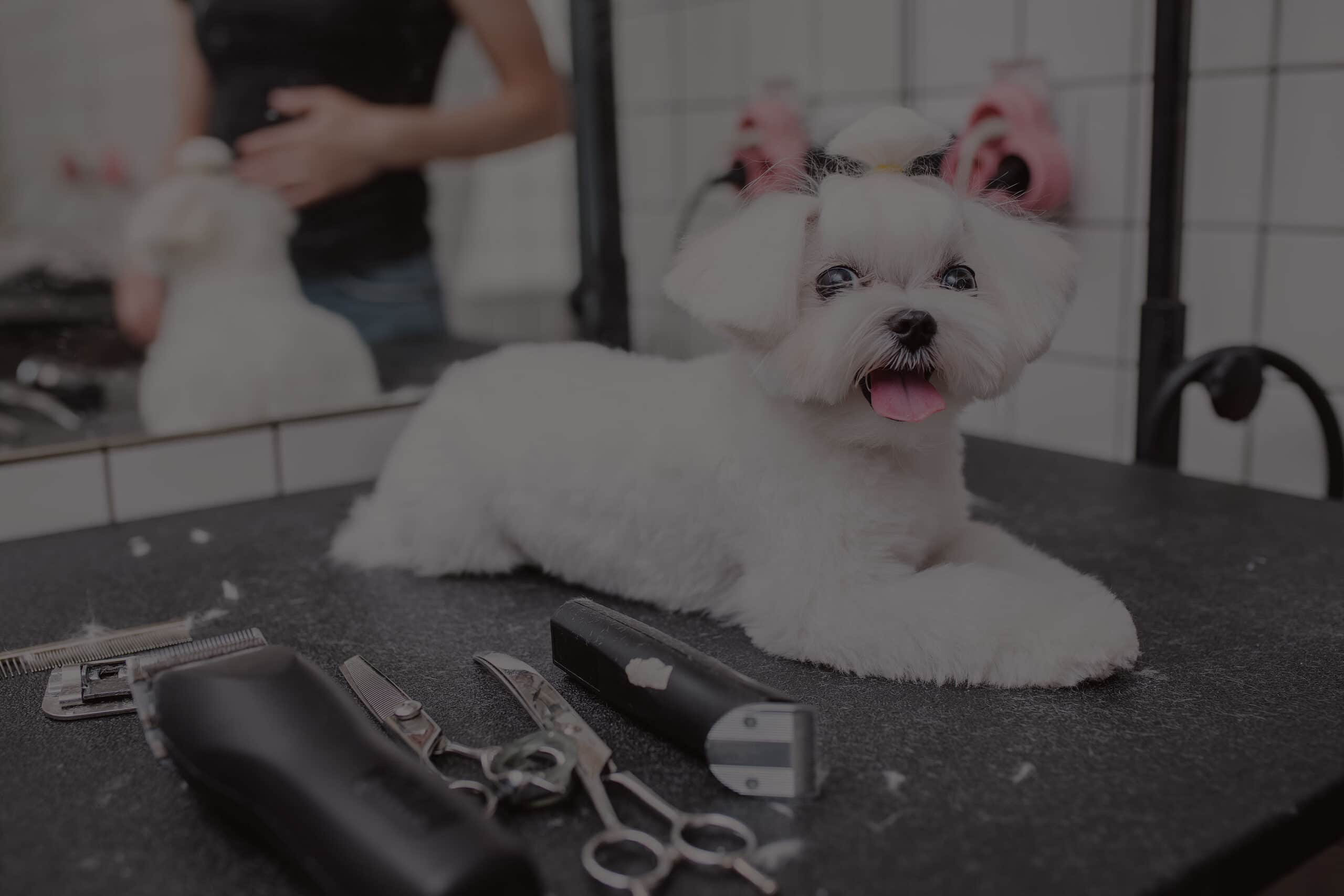 A groomer caring for a small dog at Sun City Grooming