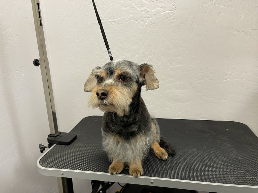 The same dog, clean and neatly groomed after its appointment at Sun City Grooming