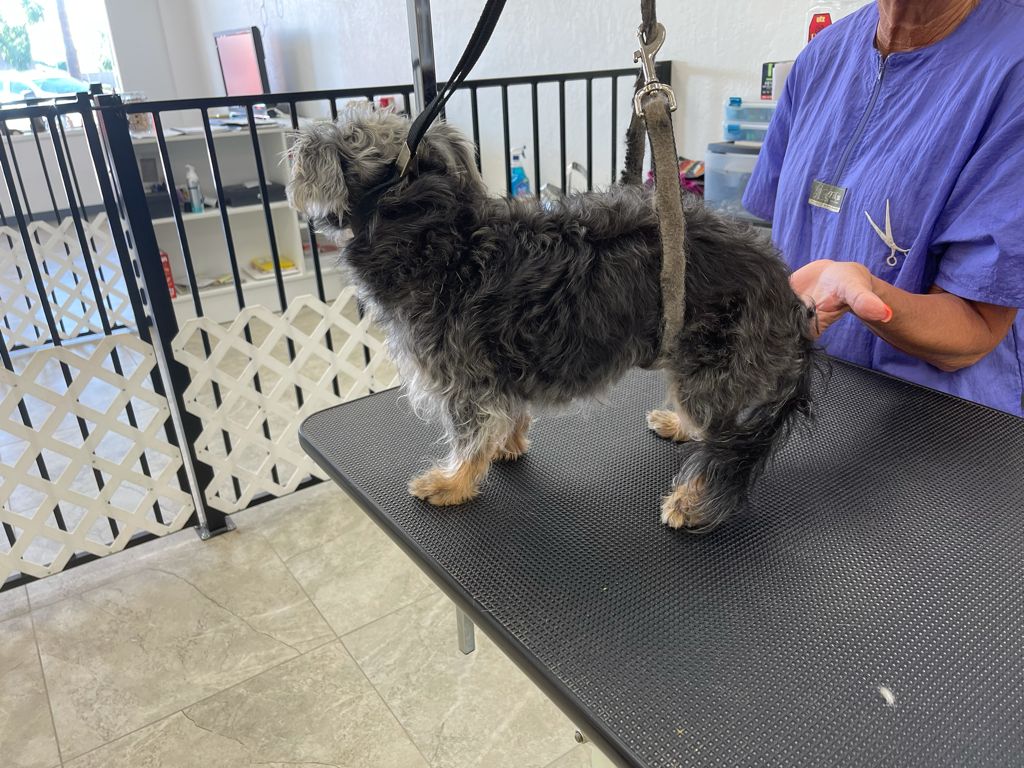 A shaggy, matted dog before its appointment at Sun City Grooming