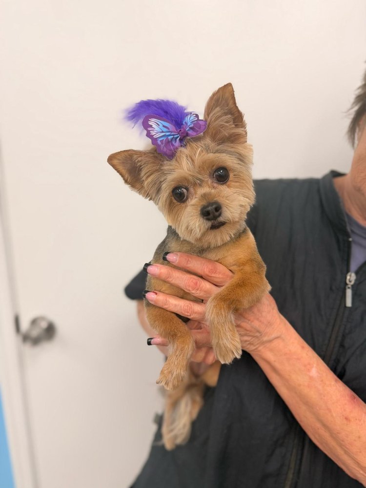 Dorothy Aman, lead groomer at Sun City Grooming, holding a freshly groomed dog