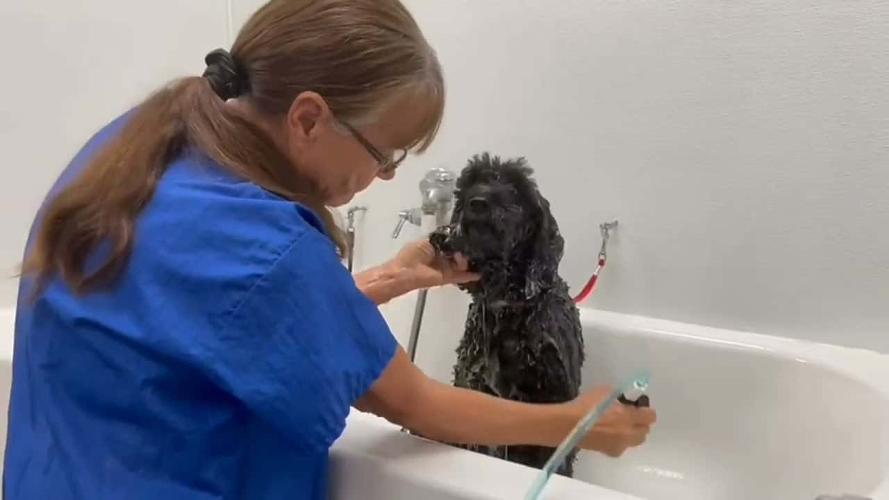 One dog bathed at a time at Sun City Grooming