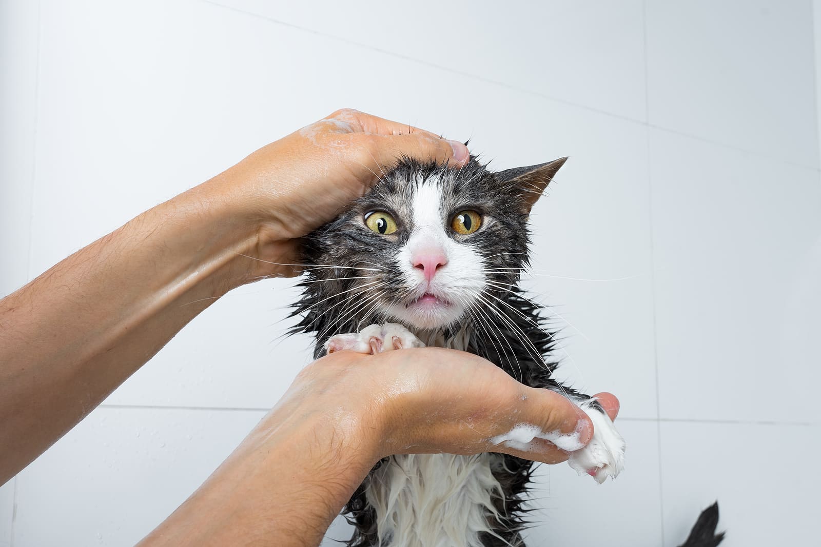 Sun City Cat Grooming Services (4)