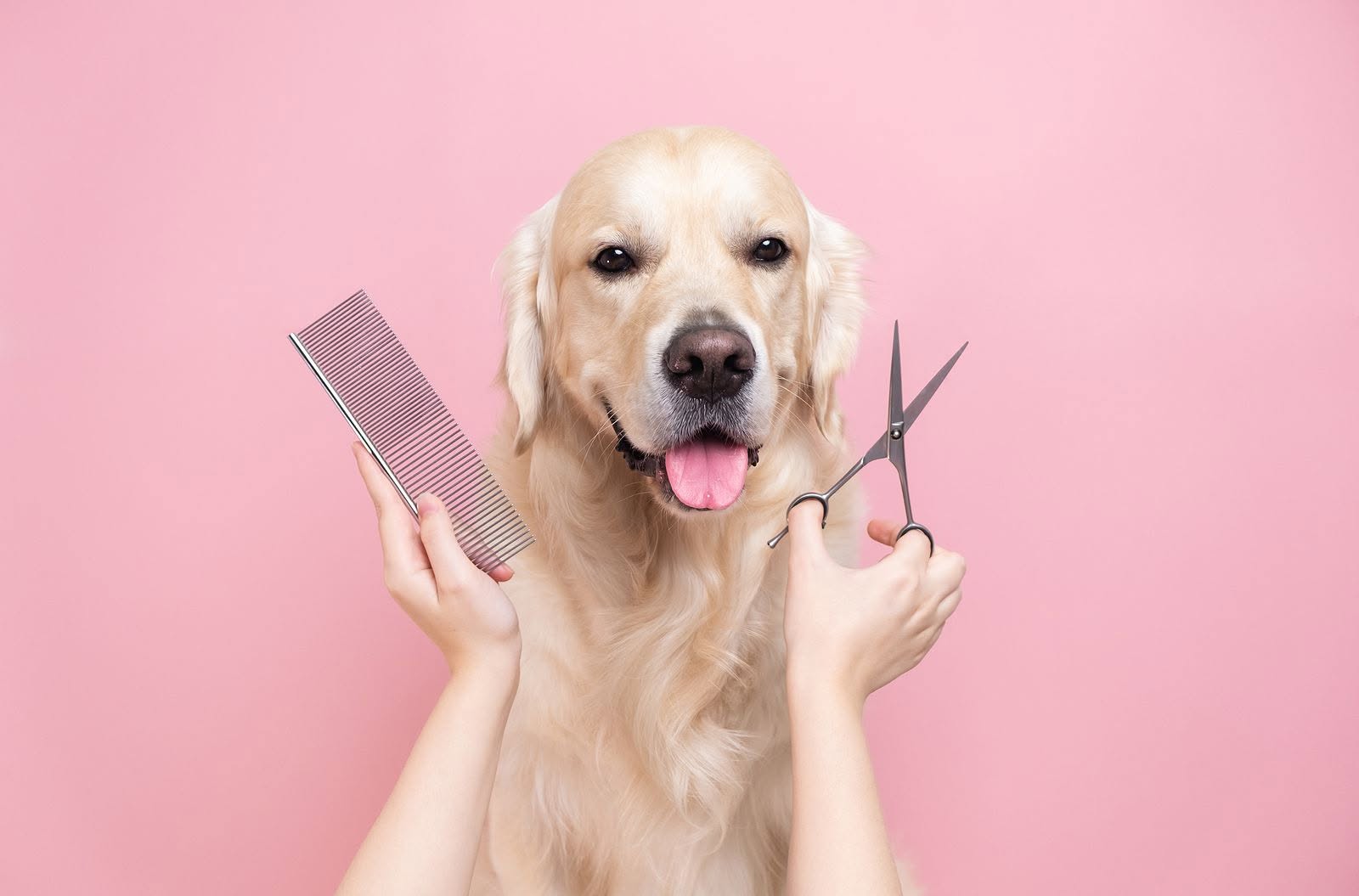 Sun City Grooming Guide: How Often Should Your Dog Be Professionally Groomed?