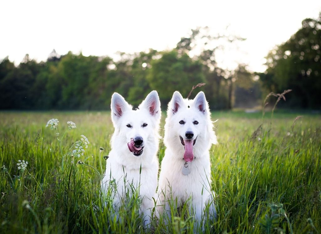 Sun City Grooming Guide How Often Should Your Dog Be Professionally Groomed (2)