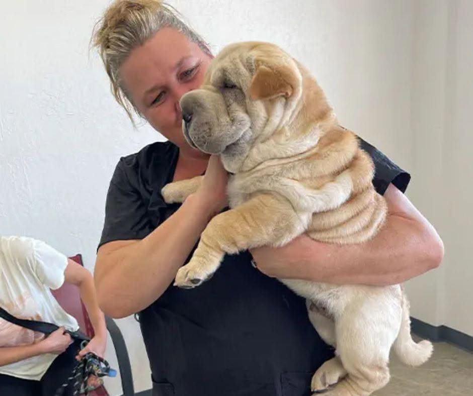 Sun City Grooming Guide How Often Should Your Dog Be Professionally Groomed (3)